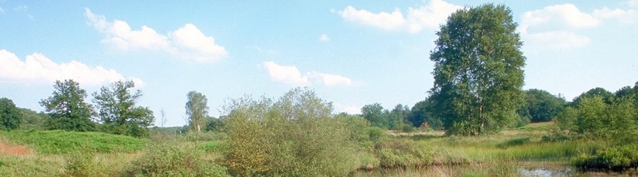 Das Bild zeigt ein Heidemoor mit einer Wasserfl&auml;che, mehreren Str&auml;uchern und blauem Himmel mit vereinzelten Wolken.