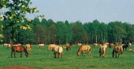 Mehrere Pferde stehen auf einer Wiese. Im Hintergrund befindet sich Wald.