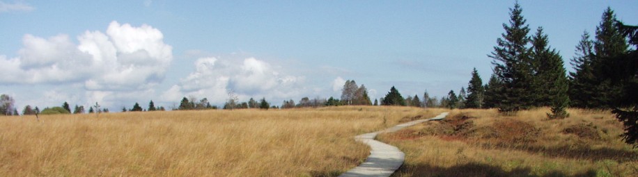 Ein schmaler Holzsteg durch die Moorlandschaft im Hohen Venn. Im Hintergrund stehen vereinzelt Nadelbäume.