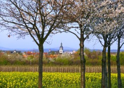 Die Dorfsilhouette und die Kirche von Rheinbach. Im Vordergrund stehen weiß blühende Obstbäume und ein gelb blühendes Rapsfeld.