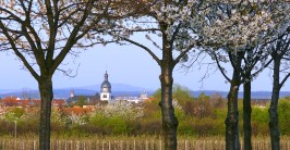 Die Dorfsilhouette und die Kirche von Rheinbach. Im Vordergrund stehen weiß blühende Obstbäume und ein gelb blühendes Rapsfeld.