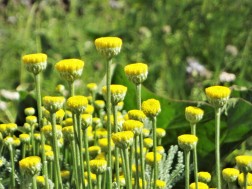 Heiligenkraut im Schaubauerngarten